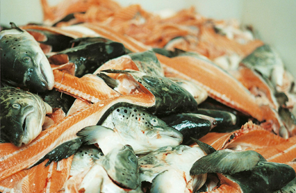 Restrastoff Laks Foto Nofima