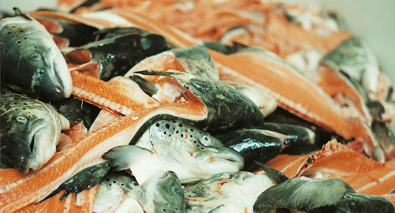 Restrastoff Laks Foto Nofima