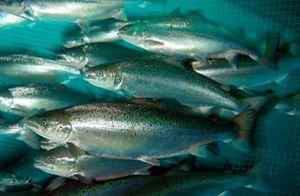 laks_i_merd_foto_rudolf_svensen___kopi