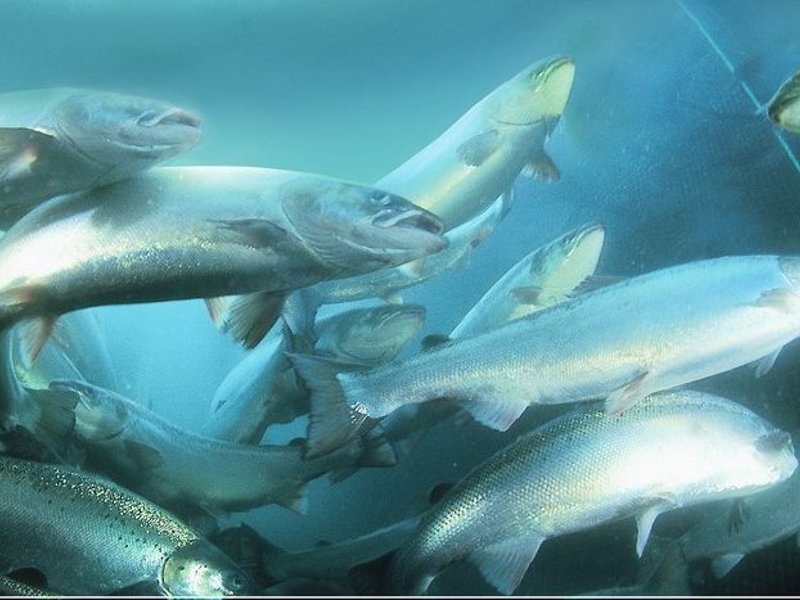 Det er dokumentert at svabring av overflater (ryggfinner og gjelle) egner seg til å påvise tilstedeværelse av ILA på populasjonsnivå, spesielt i fisk uten kliniske symptomer.