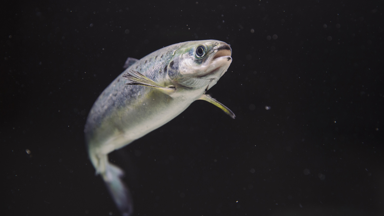 Smolt Kred Sjømatrådet