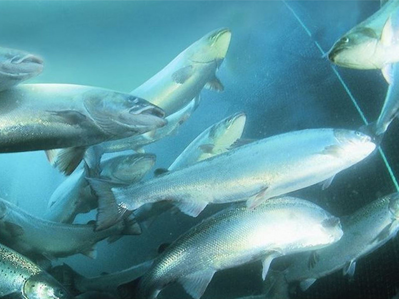 Nye prosjekter som skal fremskaffe beste-praksis anbefalinger om biosikkehetstiltak mot ILA, CMS og sårsykdommer er iverksatt.
