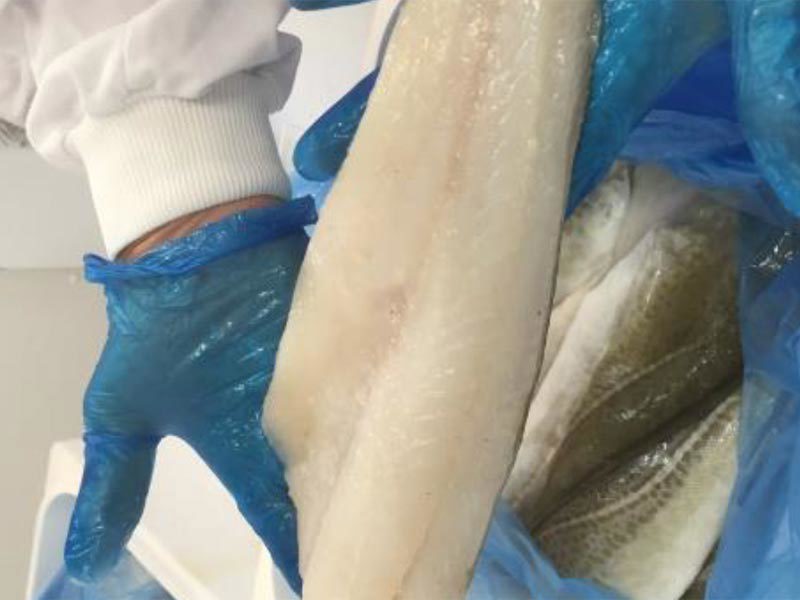 Blankpakking om bord i 21m kystfiskefartøy med nedskalerte kjøleskruer fra laksenæringen ga 30-40% merverdi på fiskeråstoffet