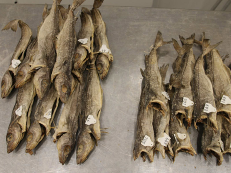 Kvaliteten på tørrfisk med hode er dokumentert, noe som kan være et bidrag til å kunne utnytte et større markedspotensial for tørrfisk