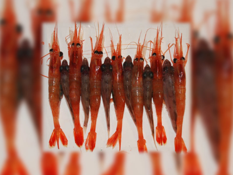Det er utviklet tekniske løsninger som vil forbedre seleksjon i rekefisket gjennom økt utsortering av små reker og en del av den minste fiskeyngelen