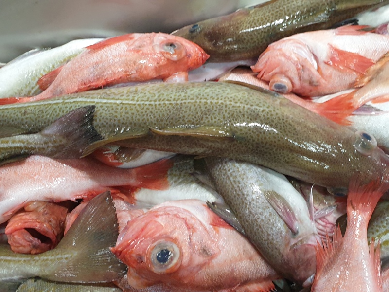 Det er iverksatt et prosjekt for å utvikle teknologi for automatisk mating av fisk til grader eller sløyemaskin. Denne teknologien kan på sikt gi grunnlag for automatisk mating av flere typer produksjonsmaskiner i hvitfisknæringen.