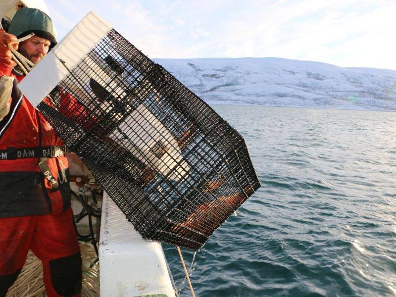 Det er utviklet kunnskap som bidrar til et mer effektivt og skånsomt fiske med teiner etter reker.