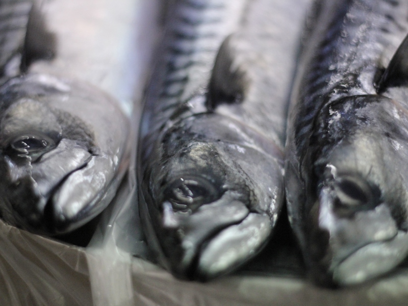 Transport av pelagisk fisk over lengre avstand til filetmaskin er utviklet og testet ved hjelp av RID-pumpe.