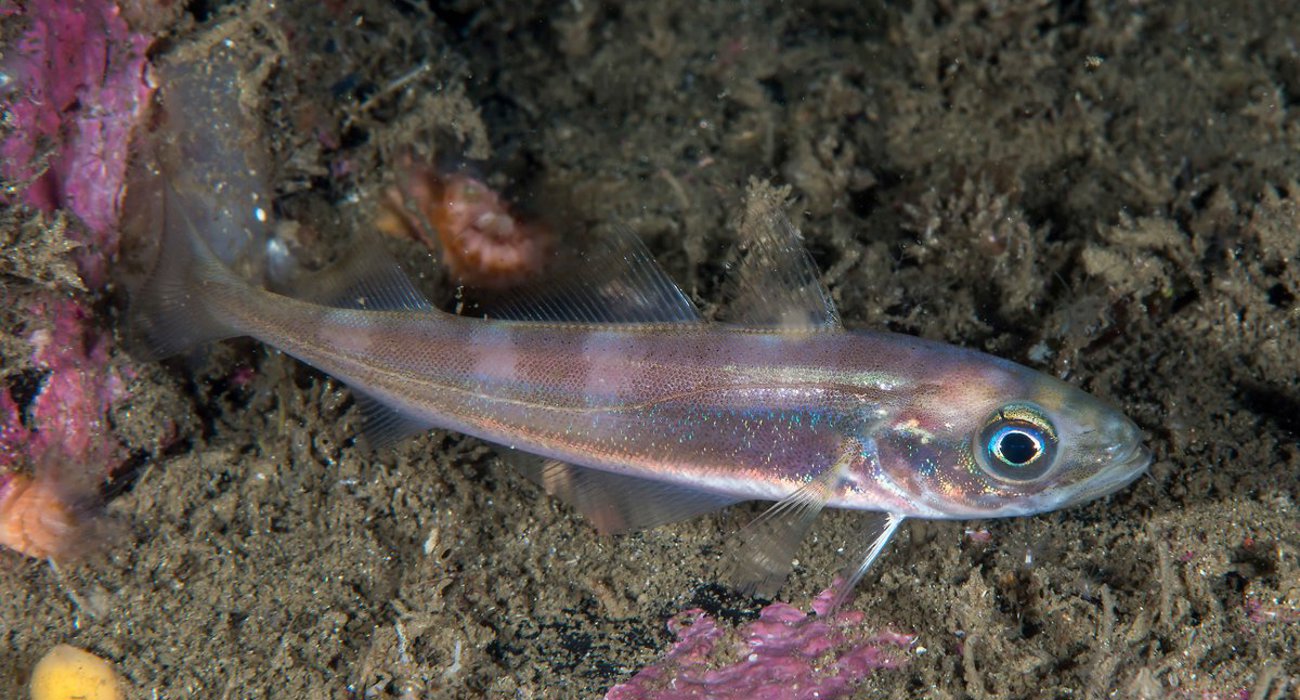 Øyepål Trisopterus Esmarkii 05 10 2015 2 Foto Erlingsvensen HI