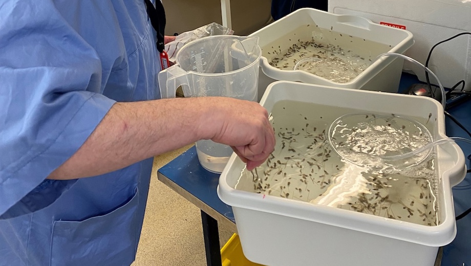 Hand Picking Lice