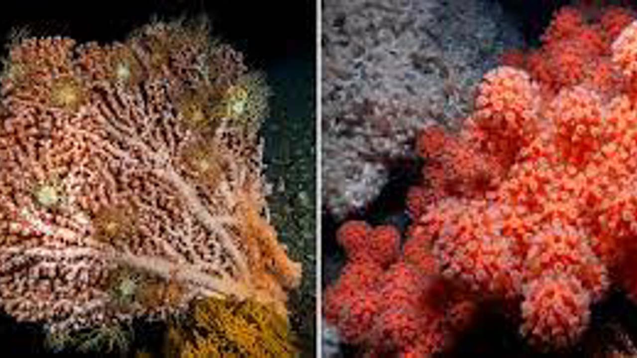 Koraller Og Svamper