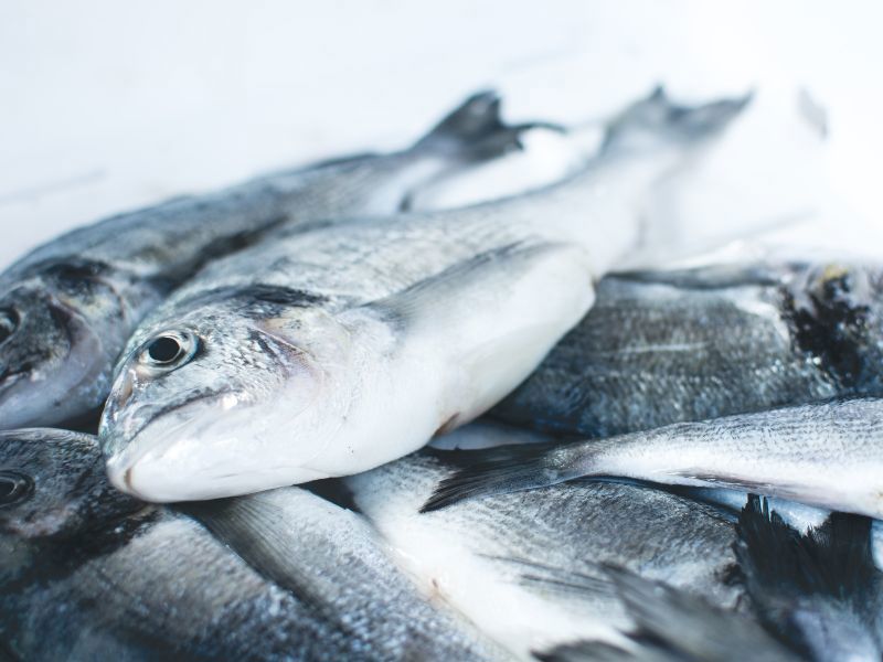 Det skal utvikles et system som sørger for optimal utblødning og kjøling av fisk om bord i kystfiskefartøy.