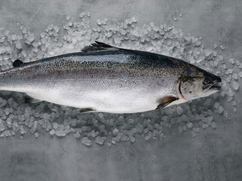 Velferd er kartlagt og det er utviklet metode for registrering og vurdering av velferd hos laks.