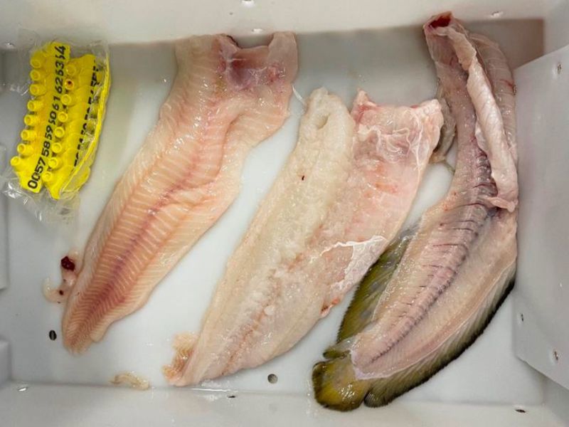 Potensialet for å benytte fersk brosme som råstoff til filetproduksjon skal kartlegges.