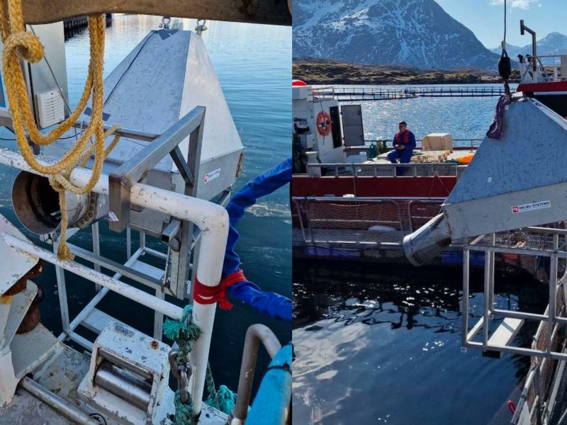 Det er utviklet system for automatisk telling, vektestimering og sortering av levende villfanget torsk.