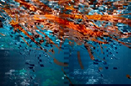 Francesco Ungaro Ys7wgsjdsem Unsplash