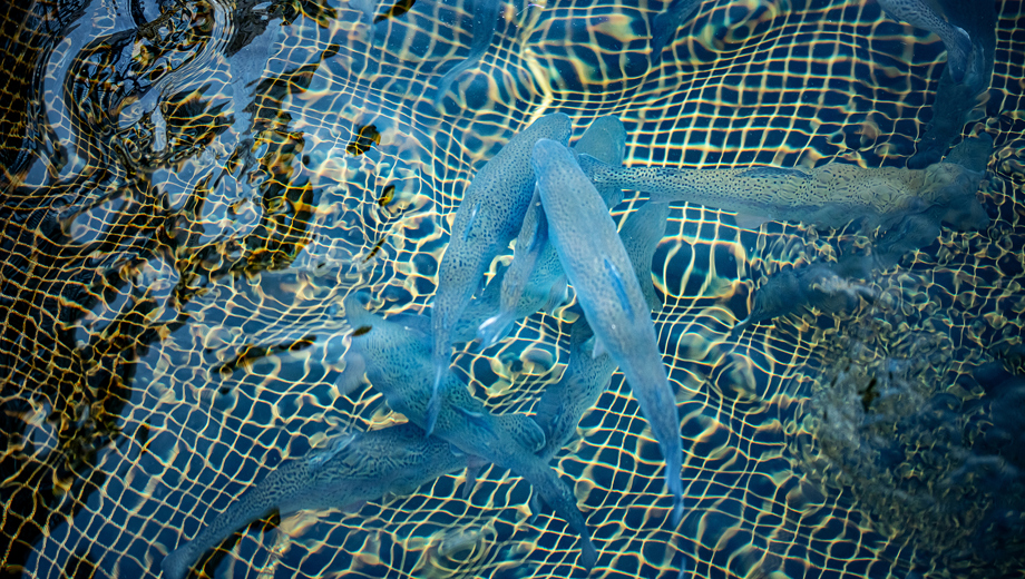 Havbruk Oerret 447140512 Foto Adobestock Web