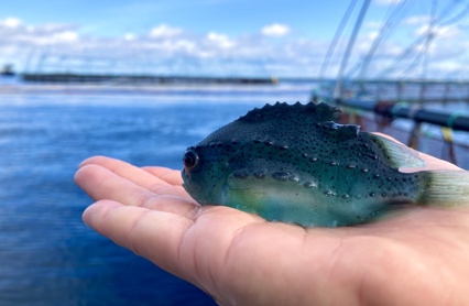 Rognkjeks Foto Aqua Kompetanse