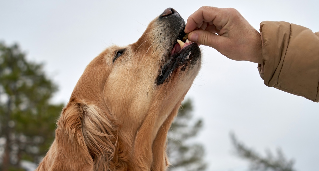 Golden Ret