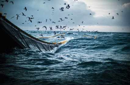 Traal Sild 1132370423 Just Foto Istock Web