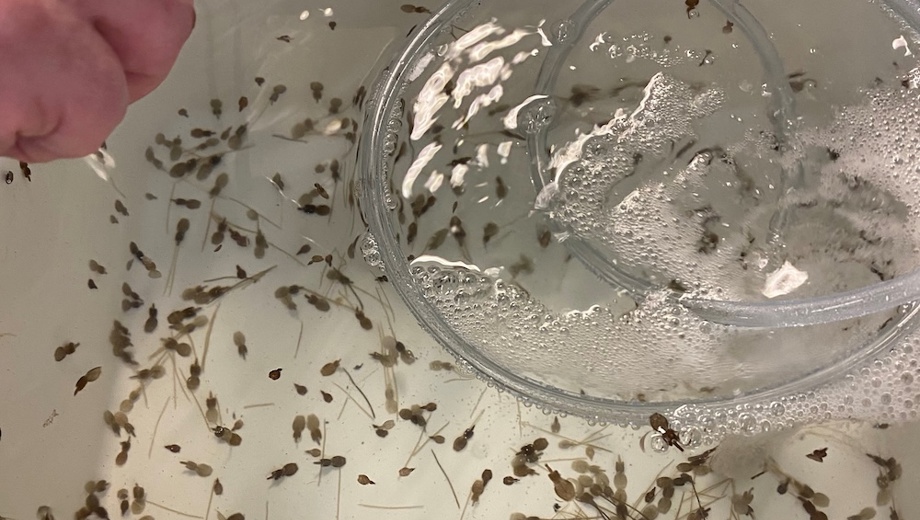 Lice In The Lab 3