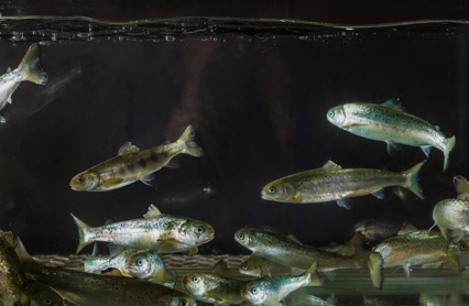 Smolt Foto Terje Aamodt Nofima
