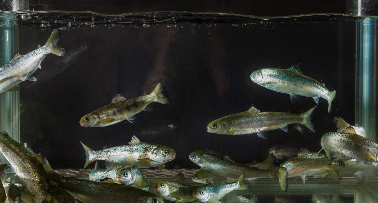 Smolt Foto Terje Aamodt Nofima