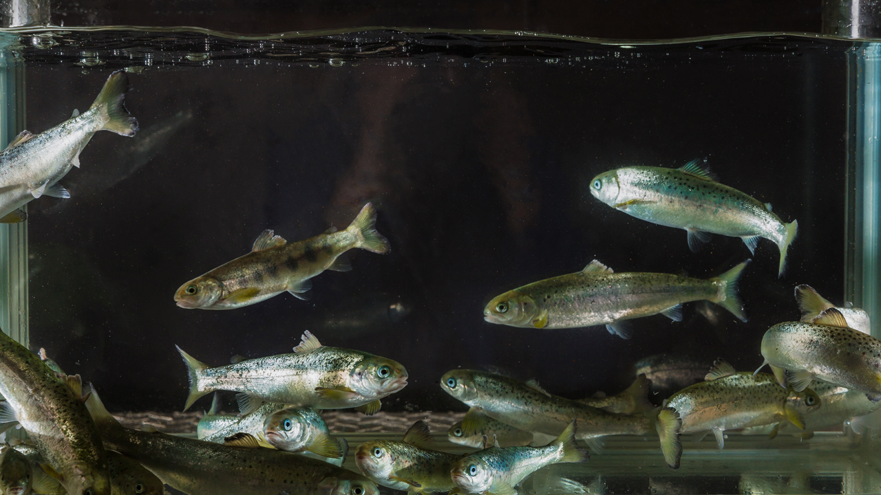 Smolt Foto Terje Aamodt Nofima