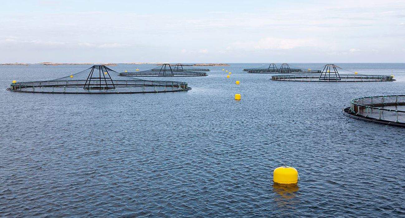 Havmerd Dfuse Sintef Geir Mogen