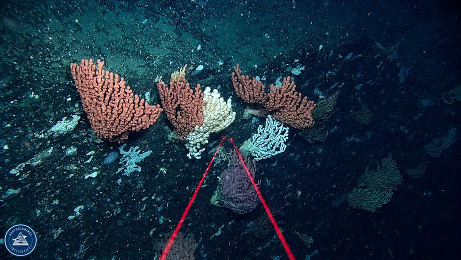 01 Korallskog Rov Hoyopploselig