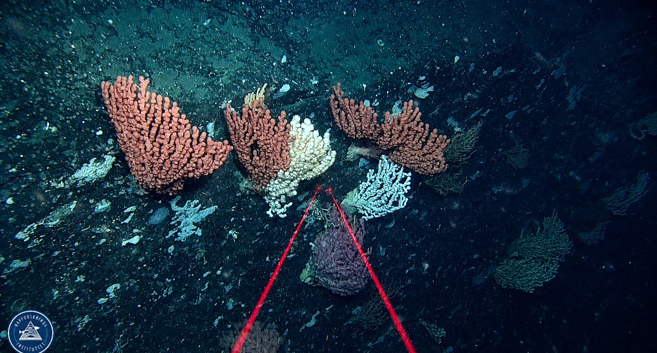01 Korallskog Rov Hoyopploselig