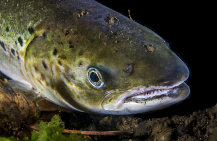 Salmo Salar Photo Erling Svensen Laks Med Lus