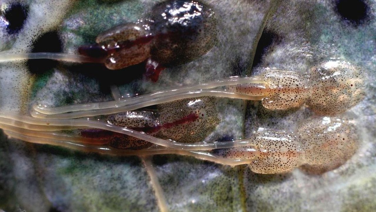 Lakselus 2 HI (1)