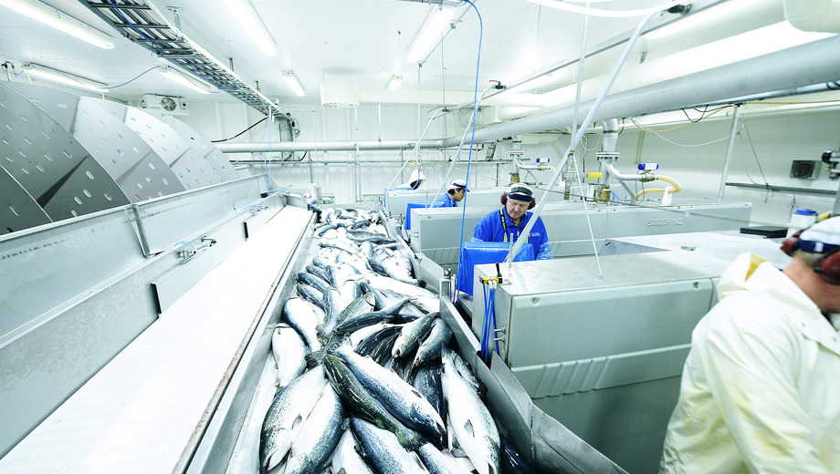 Lakseproduksjon Foto Tom Haga Norges Sjomatrad Web