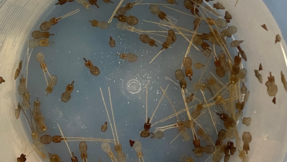 Lice In Lab 2
