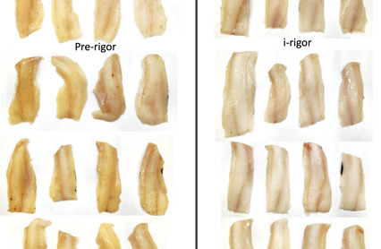 Hyse Pre Rigor Og I Rigor
