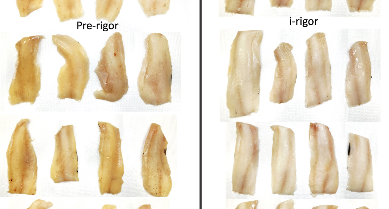 Hyse Pre Rigor Og I Rigor