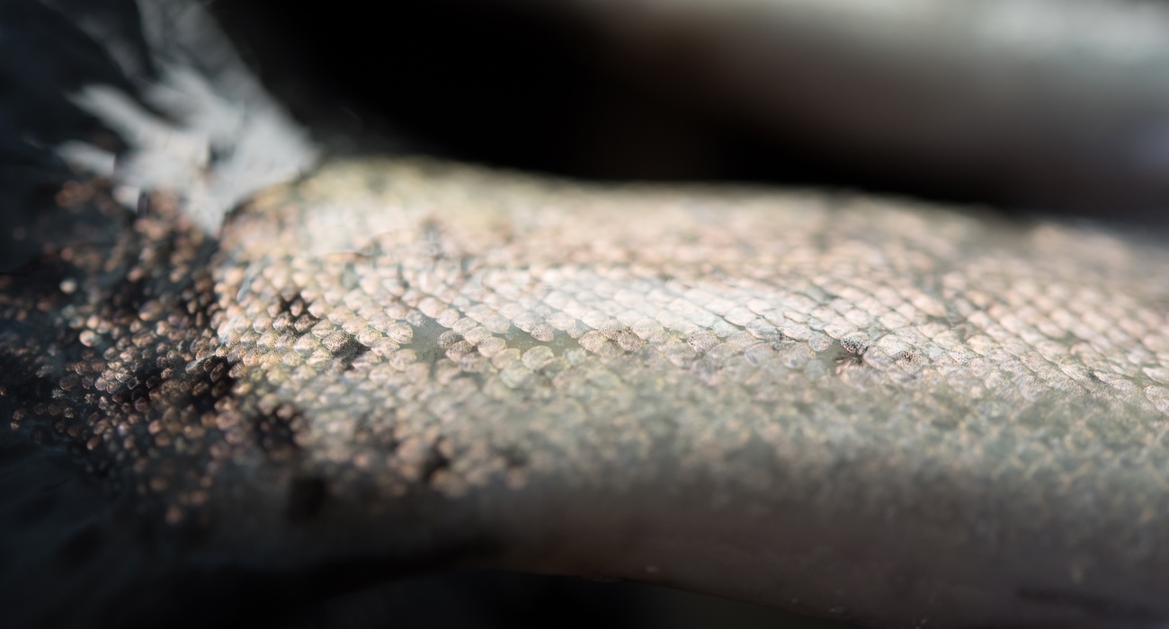Bakgrunn Laks 471779224 Foto Istock