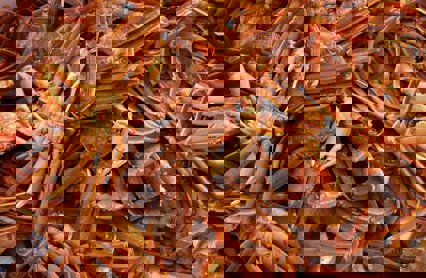 Snokrabbe 039376 Foto Odd Boerre Humborstad HI