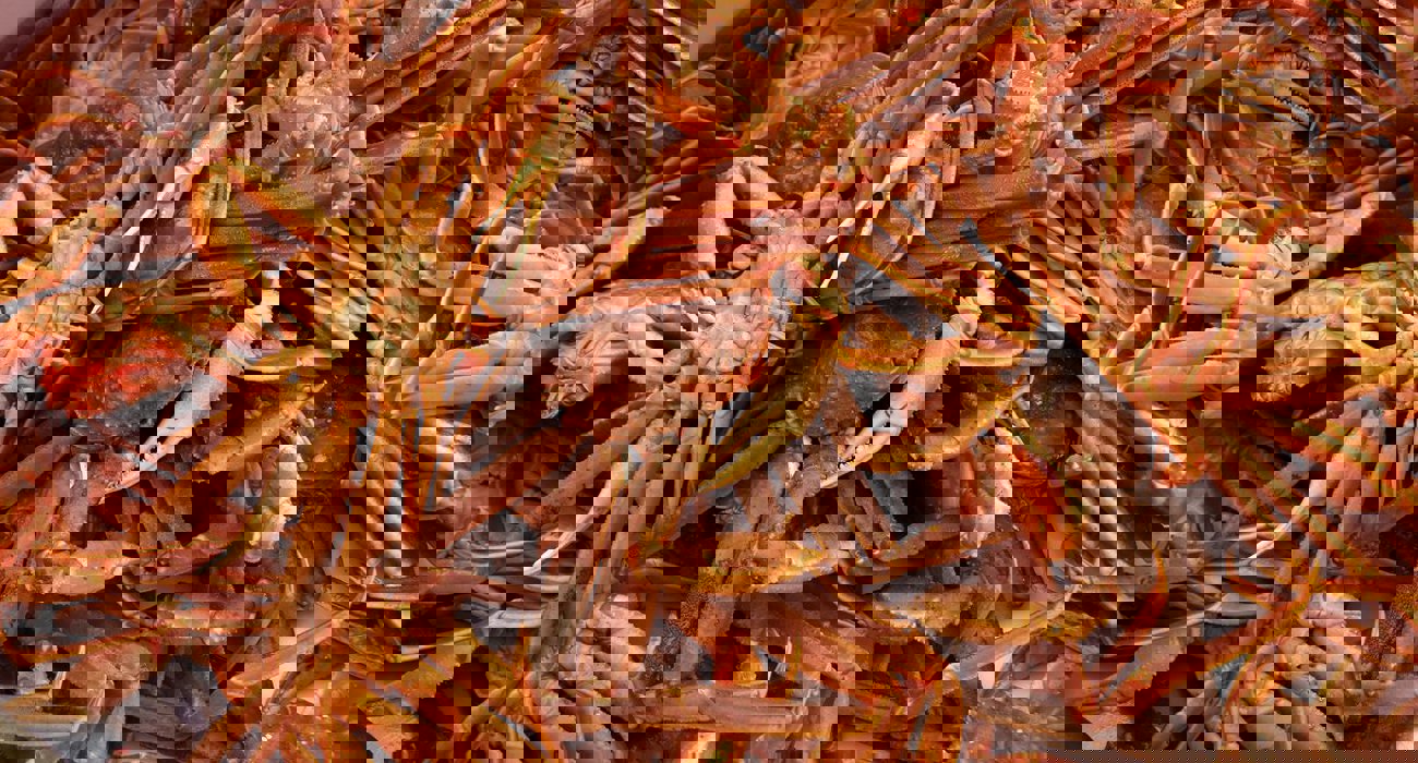 Snokrabbe 039376 Foto Odd Boerre Humborstad HI