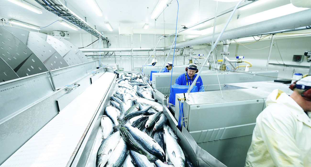 Lakseproduksjon Foto Tom Haga Norges Sjømatråd