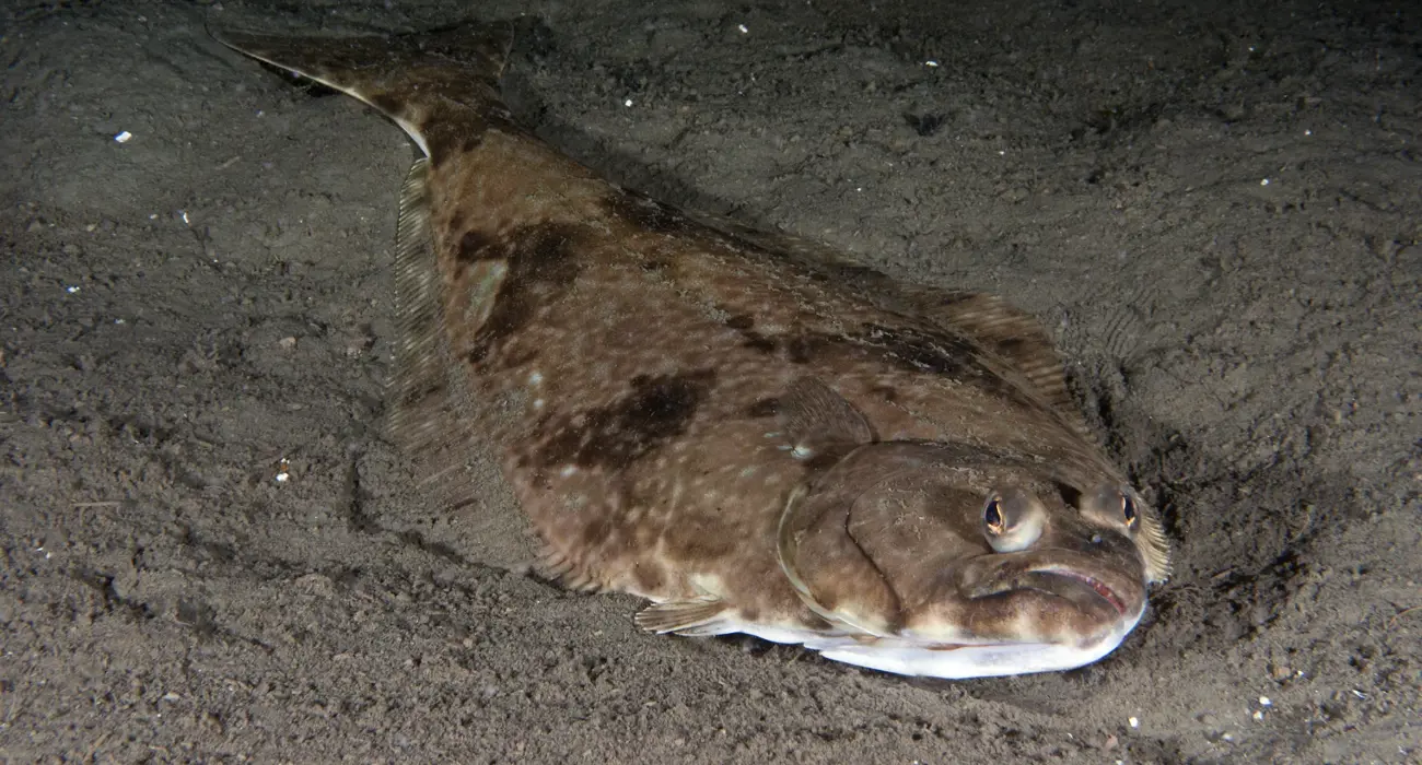 Kveite 2 Foto Erlings Svensen HI