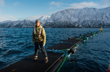FHF Jellysafe Bendikskogli 2308 Kopi