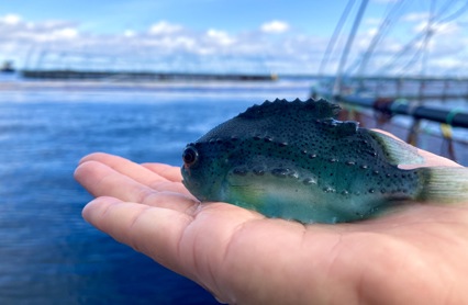 Rognkjeks Foto Aqua Kompetanse