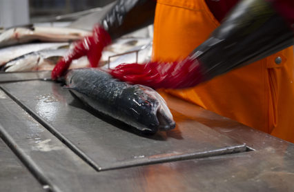 Lakseforedling Br. Karlsen Husoy Fhl01879 Foto Sjomat Norge Scaled