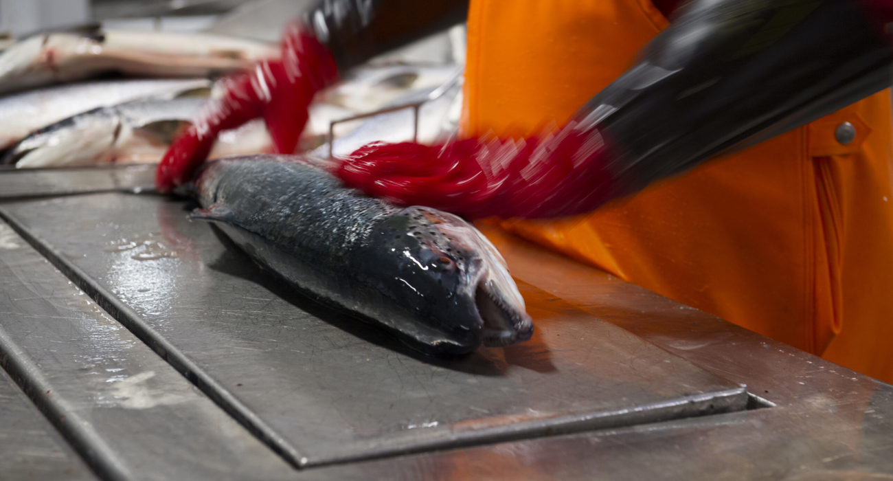 Lakseforedling Br. Karlsen Husoy Fhl01879 Foto Sjomat Norge Scaled