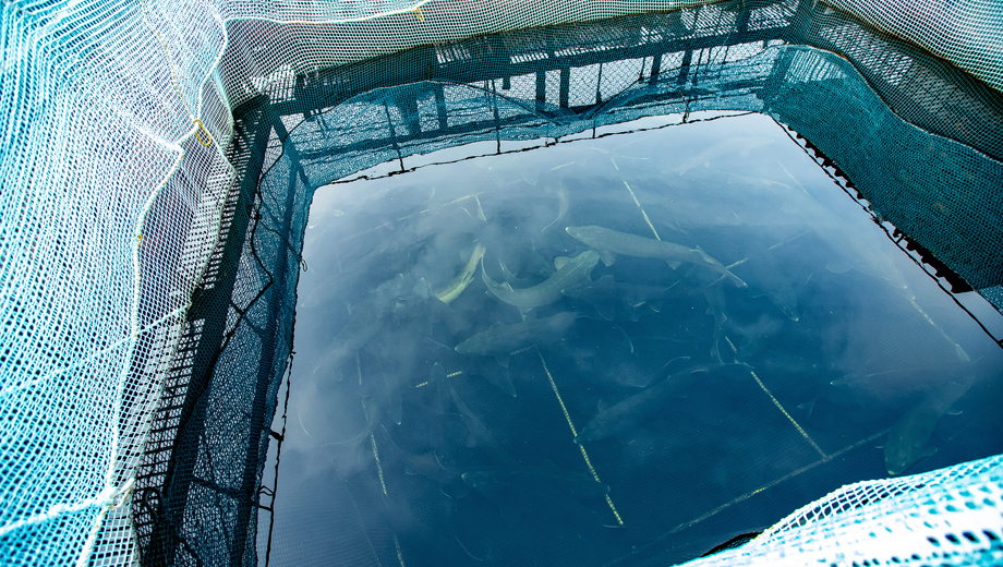 Havbruk Stør 510533761 Foto Adobestock Web