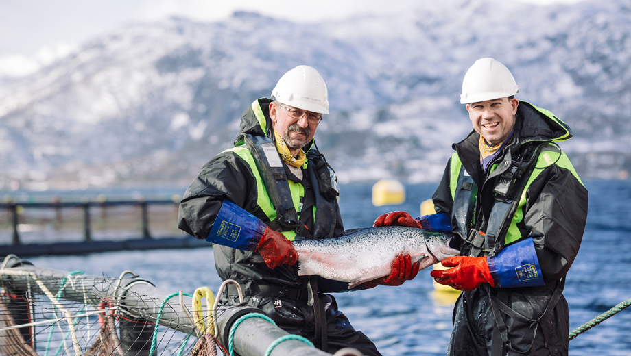 Havbruk Laks MFI 4656 Foto Norges Sjomatrad Web