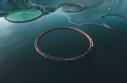 Havbruk 1197852818 Fargejustert Foto Istock Web